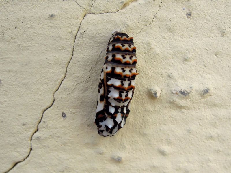 Melitaea didyma